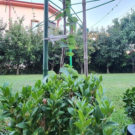 Vila Vasile ナボダリ エクステリア 写真